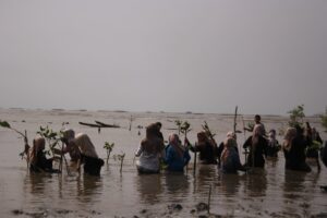Penanaman Mangrove: Mahasiswa Tadris Biologi Peduli Perubahan Lingkungan