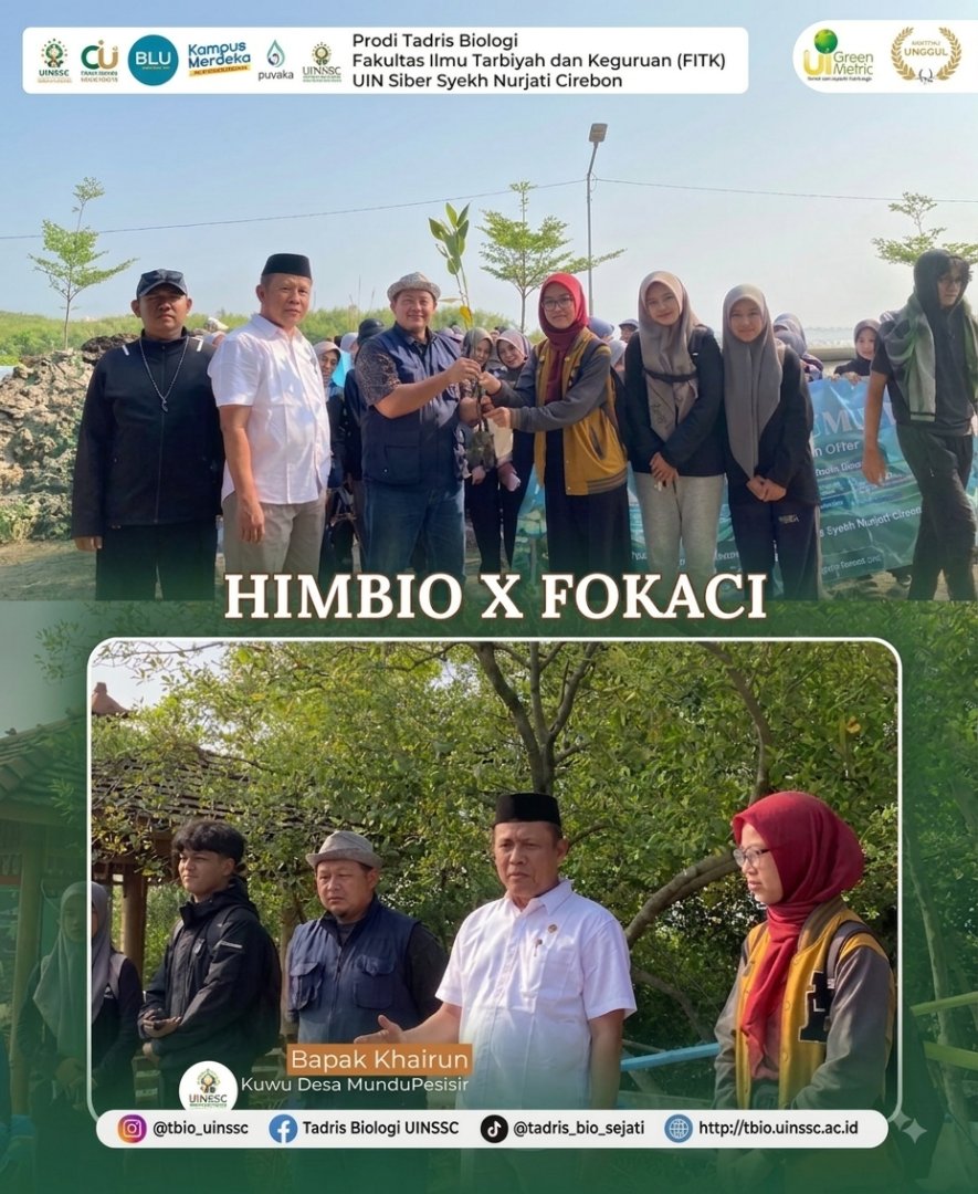 Sinergi Hijau Mahasiswa dan Pelajar: HIMBIO UINSSC dan FOKACI Tanam Mangrove di Pesisir Mundu demi Masa Depan Bumi